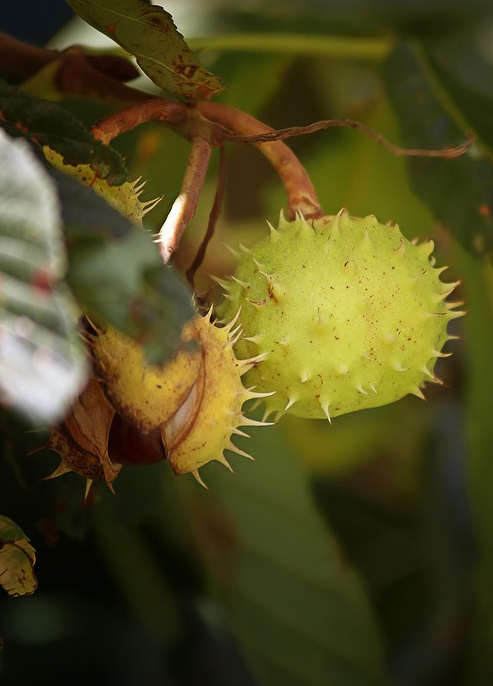 Friedewald, Reinhold